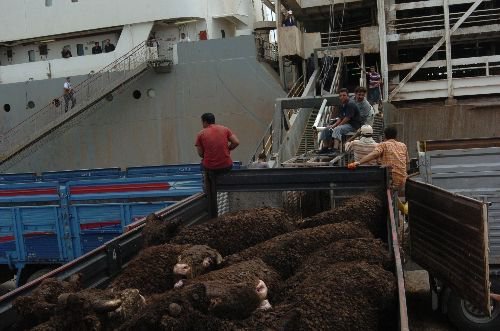 angus2.jpg angus2.jpg