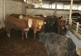 angus3.jpg angus3.jpg