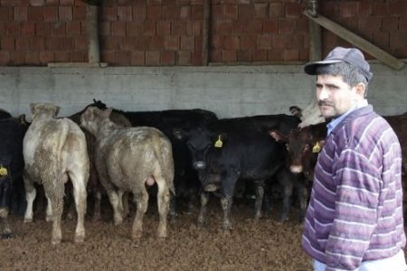 Anguslara Kasko Yapıldı, Besici Telef Olan Hayvanın Parasını Sigortadan Alacak