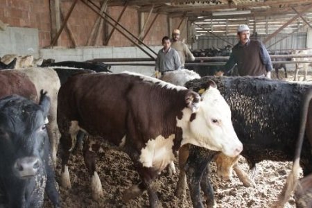 Anguslara Kasko Yapıldı, Besici Telef Olan Hayvanın Parasını Sigortadan Alacak