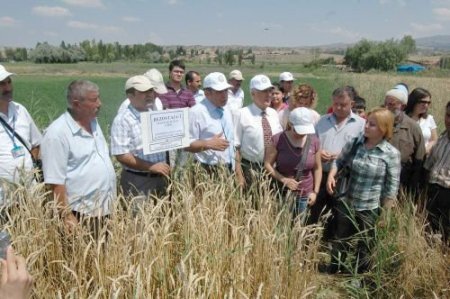 Anıza Ekim Projesi Çiftçinin Yüzünü Güldürdü