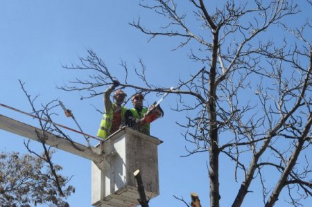 Ankara Caddelerinde Ağaç Budama Çalışmaları Devam Ediyor