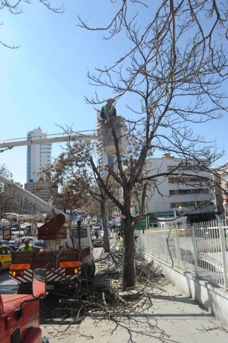 Ankara Caddelerinde Ağaç Budama Çalışmaları Devam Ediyor