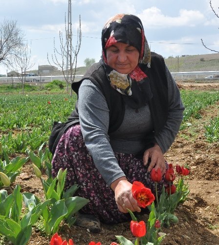 Ankara sokaklarını Sincan’ın laleleri süsleyecek