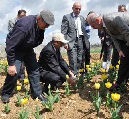 Ankara sokaklarını Sincan’ın laleleri süsleyecek
