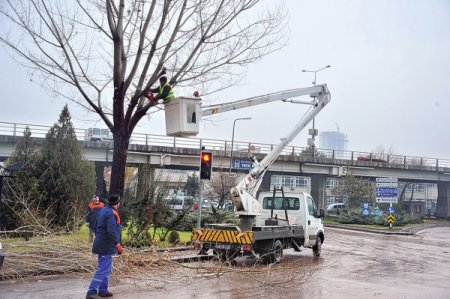 Ankara'da cadde ve parklardaki ağaçlar budanıyor