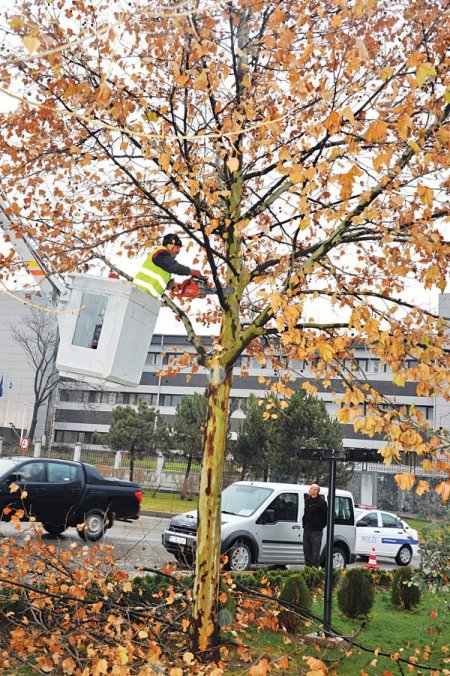 Ankara'da cadde ve parklardaki ağaçlar budanıyor