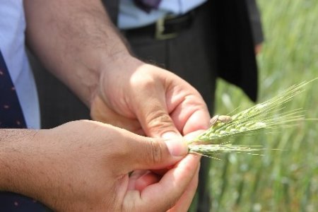 Ankara’da süneyle mücadele çalışmaları başladı