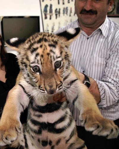 Ankara’nın yavru kaplanı ‘Cango’ 3 aylık oldu