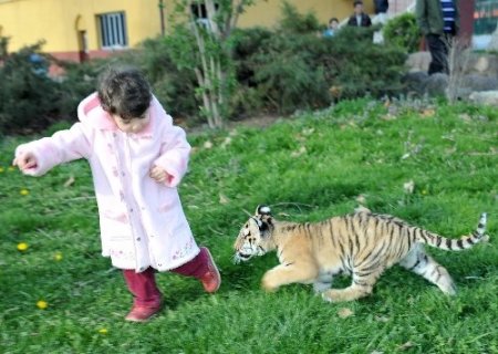 Ankara’nın yavru kaplanı ‘Cango’ 3 aylık oldu