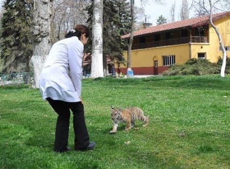 Ankara’nın yavru kaplanı ‘Cango’ 3 aylık oldu