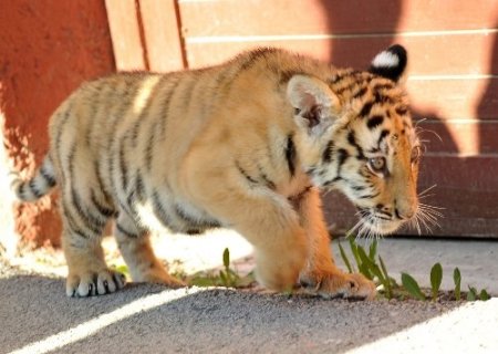 Ankara’nın yavru kaplanı ‘Cango’ 3 aylık oldu