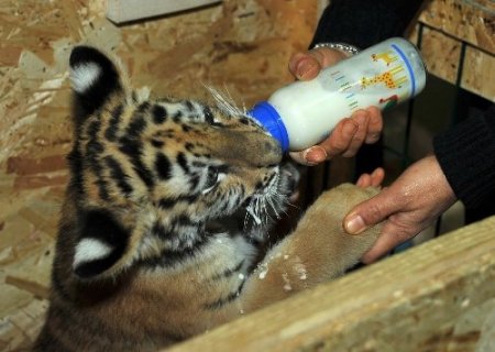 Ankara’nın yavru kaplanı ‘Cango’ 3 aylık oldu