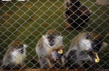 Antalya Hayvanat Bahçesi’nde yavru sevinci yaşanıyor