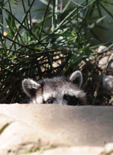 Antalya Hayvanat Bahçesi’nde yavru sevinci yaşanıyor