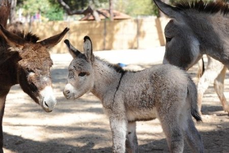 Antalya Hayvanat Bahçesi’nde yavru sevinci yaşanıyor
