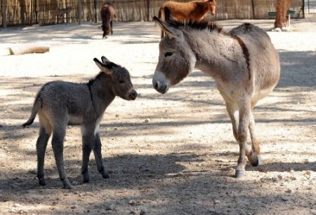 Antalya Hayvanat Bahçesi’nde yavru sevinci yaşanıyor