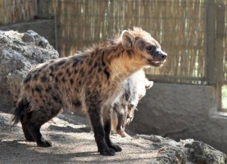 Antalya Hayvanat Bahçesi’ne yeni üyeler