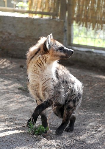 Antalya Hayvanat Bahçesi’ne yeni üyeler