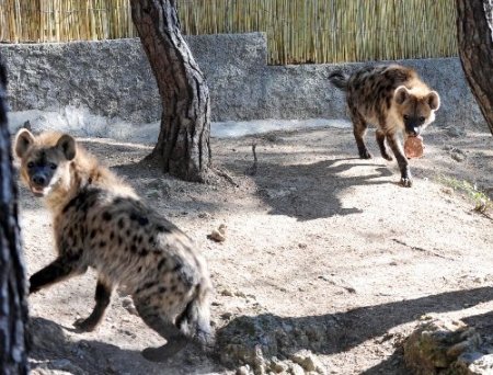 Antalya Hayvanat Bahçesi’ne yeni üyeler