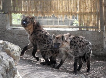 Antalya Hayvanat Bahçesi’ne yeni üyeler