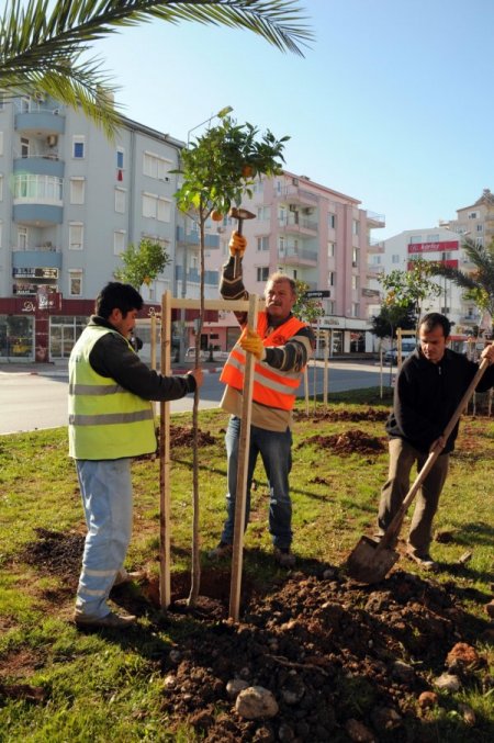 Antalya'da cadde ve sokaklara geçen yıl 2 bin 500 narenciye ağacı dikildi