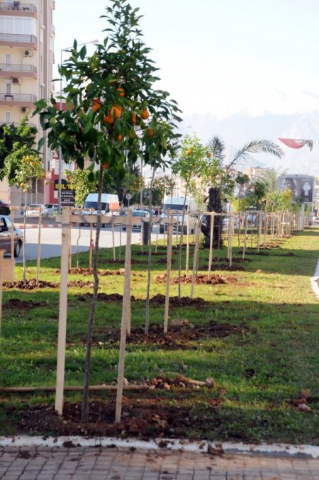 Antalya'da cadde ve sokaklara geçen yıl 2 bin 500 narenciye ağacı dikildi