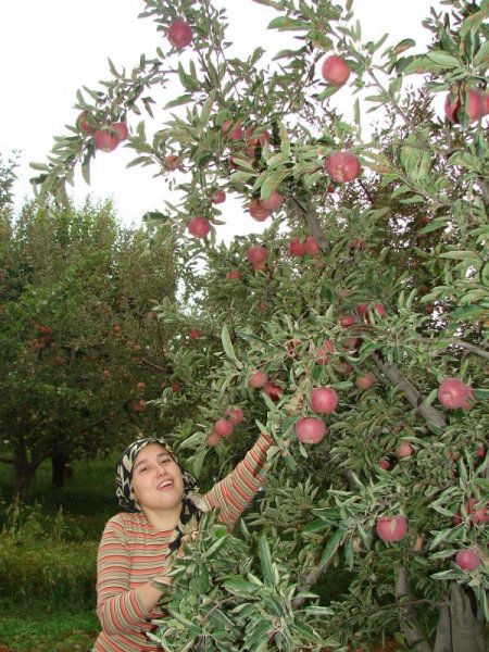 Antalya'da Elma Kalitesine Göre 1 İle 1,5 Liradan Alıcı Buluyor