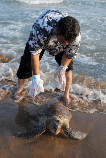Antalya'da Her Yıl 15 Deniz Kaplumbağası, Sürat Motoru Çarpmasıyla Ölüyor