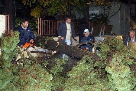 Antalya'da Hızı 95 Km'ye Ulaşan Rüzgar Ağaç Devirdi: 1 Yaralı