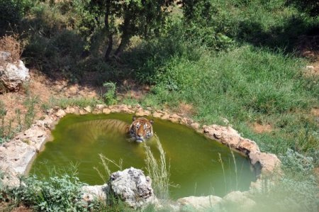 Antalya’da Nemden İnsanlar Denize, Hayvanlar Küçük Havuza Girdi