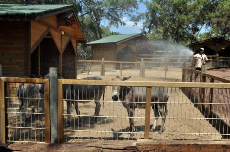 Antalya’da Nemden İnsanlar Denize, Hayvanlar Küçük Havuza Girdi