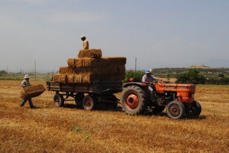 Antalya'da Pamuk Çapalama Ve İşçi Yevmiyesi 27 Lira Olarak Belirlendi