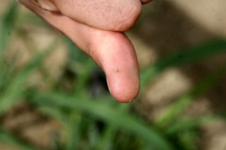 Antalya'da Tuta Absoluta'ya Karşı Sinekle Mücadele Başladı