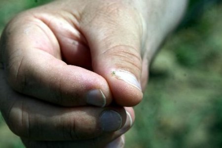 Antalya'da Tuta Absoluta'ya Karşı Sinekle Mücadele Başladı