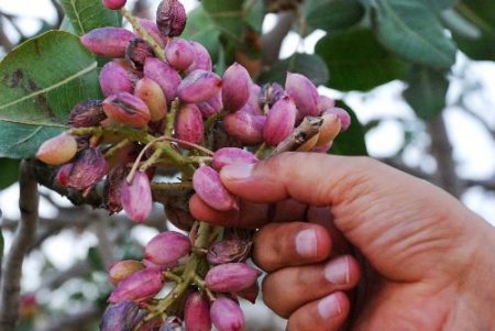Antep Fıstığı Spekülatörlerine Göz Açtırılmayacak