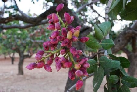 Antep Fıstığı Spekülatörlerine Göz Açtırılmayacak