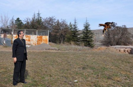 Antibiyotik tedavisi ile iyileşen şahin doğaya salındı