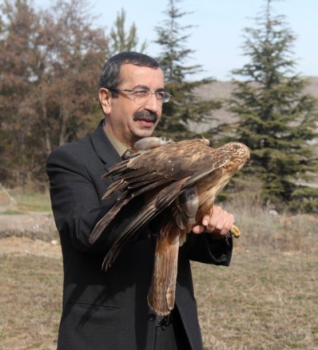 Antibiyotik tedavisi ile iyileşen şahin doğaya salındı