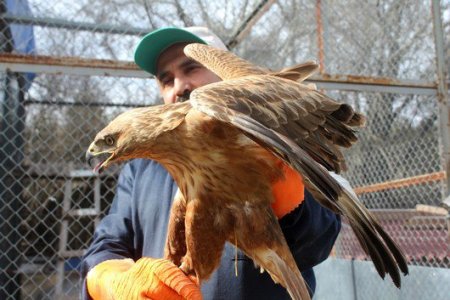 Antibiyotik tedavisi ile iyileşen şahin doğaya salındı