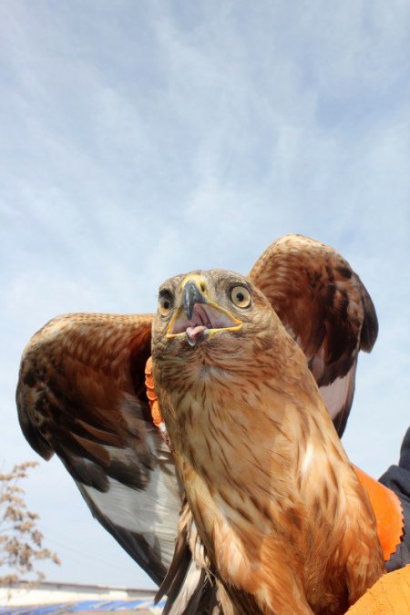 Antibiyotik tedavisi ile iyileşen şahin doğaya salındı