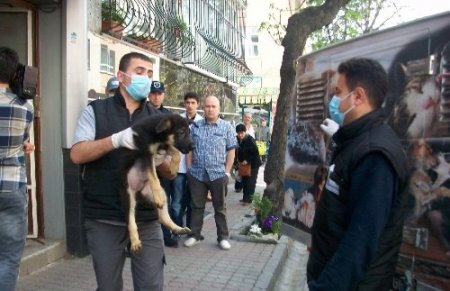 Apartman dairesinden 23 köpek çıktı