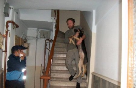 Apartman dairesinden 23 köpek çıktı