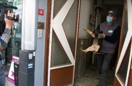 Apartman dairesinden 23 köpek çıktı