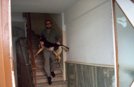 Apartman dairesinden 23 köpek çıktı