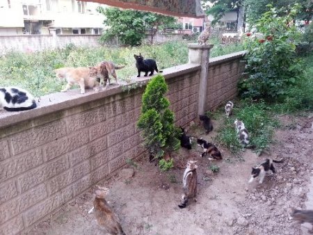 Apartmana 750 metre mesafede kedi ve köpek beslemekten men edildi
