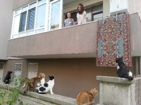 Apartmana 750 metre mesafede kedi ve köpek beslemekten men edildi