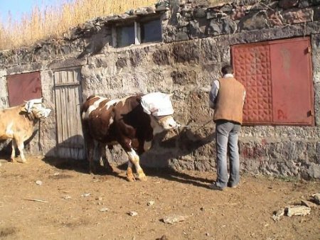 Araba Fiyatına Kurbanlık Satılıyor