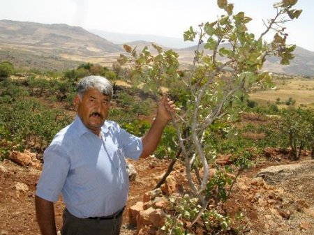 Araban'da Fıstık Hırsızlığı