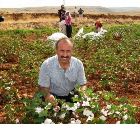 Araban'da Yılın İlk Pamuk Hasadı Gerçekleştirildi